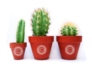 cactus-1