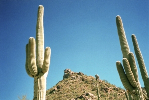 Saguaro_cactus_in_Arizona