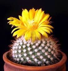 yellow flower kaktus